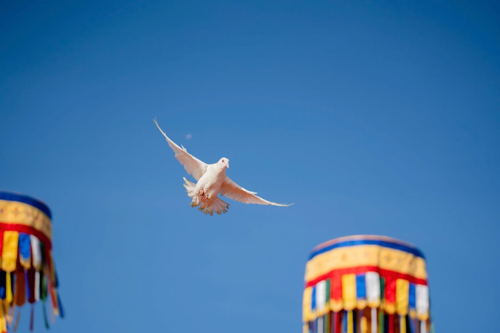 Chim bồ câu bay lên giữa mây trời mang theo ước nguyện hòa bình và an lạc.
